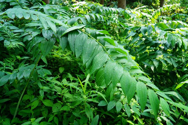 建设标准化、科学化、规模化的中药材种植与加工产业