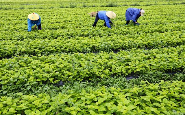 揭秘:种植哪种药材好?从入门到精通的全方位解析