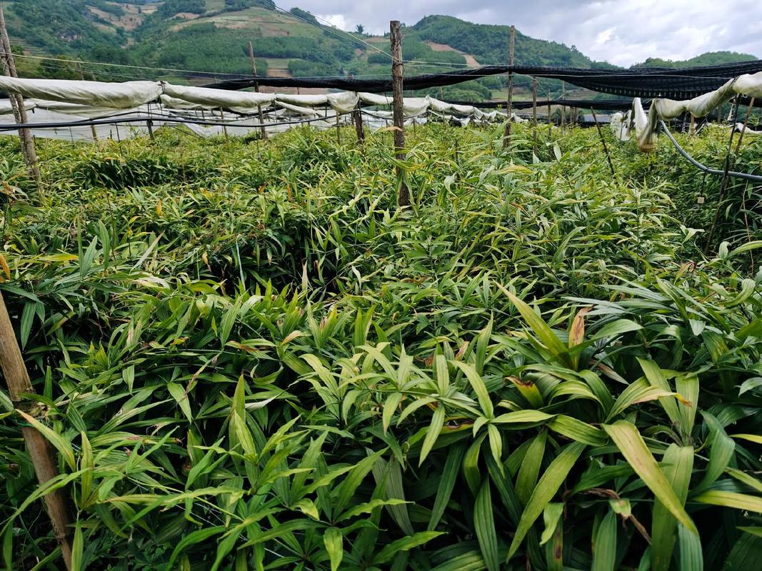 中药材种植基地 这种算正常吗?再等一个多月要下棵子了,陆陆