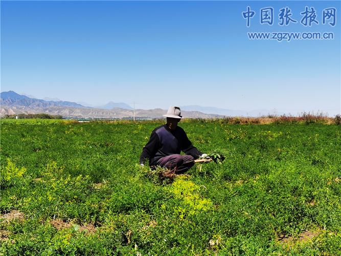民乐县永固镇西村特色中药材种植助力乡村振兴