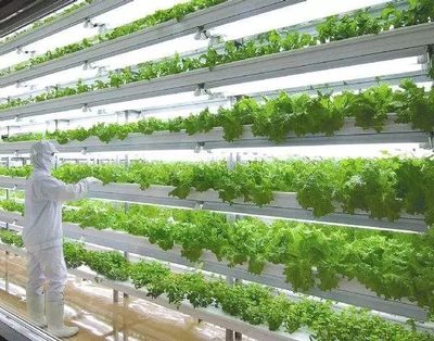 未来已来 植物工厂如何颠覆传统农业，重塑中药材种植