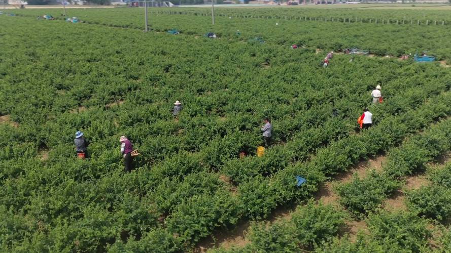 金银花开采摘忙 茌平中药材种植成增收“黄金产业”