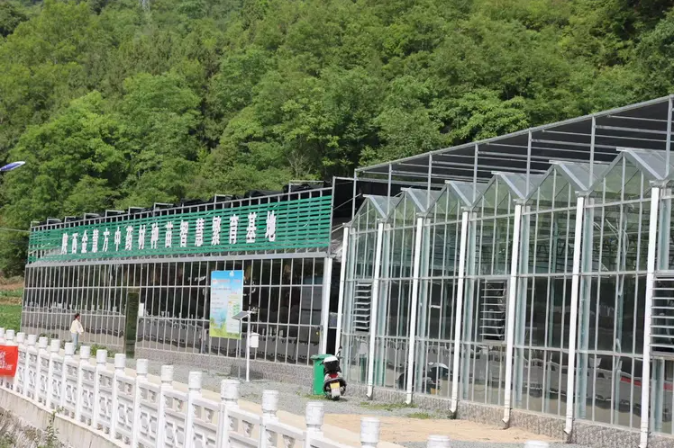 镇巴 书写践行“两山”理念的生动实践——中药材种植篇