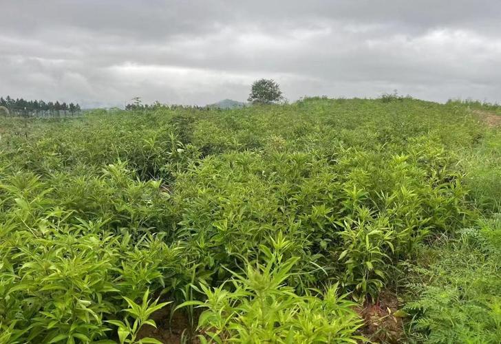 发展中的草药种植 助力乡村全面振兴——湖北麻城财政支持中药材产业实践