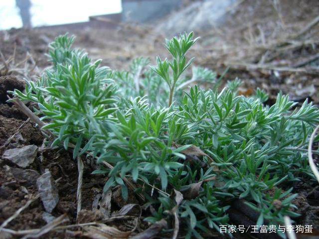 中医将亡于中药？——道地药材的失落与中药材种植的危与机
