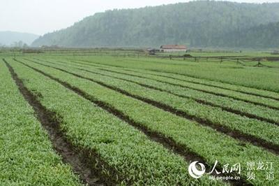 2019黑龙江首届中医药产业博览会开幕 龙江十大优势中药材品种受青睐